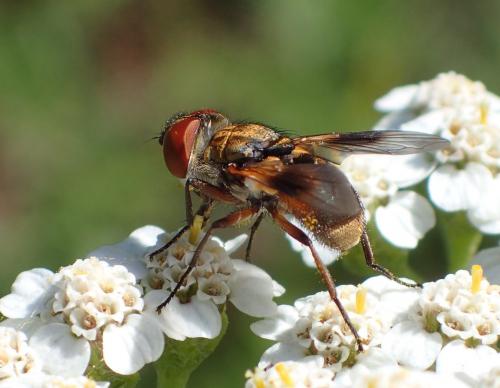 Réf. 266 079 : Ectophasia sp.
